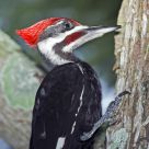 Pileated Woodpecker