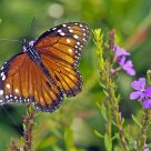 Queen Butterfly