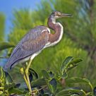 Tri-colored Heron