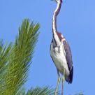 Tri-colored Heron