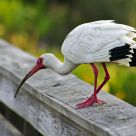 White Ibis