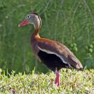 Black-bellied Whistling Duck