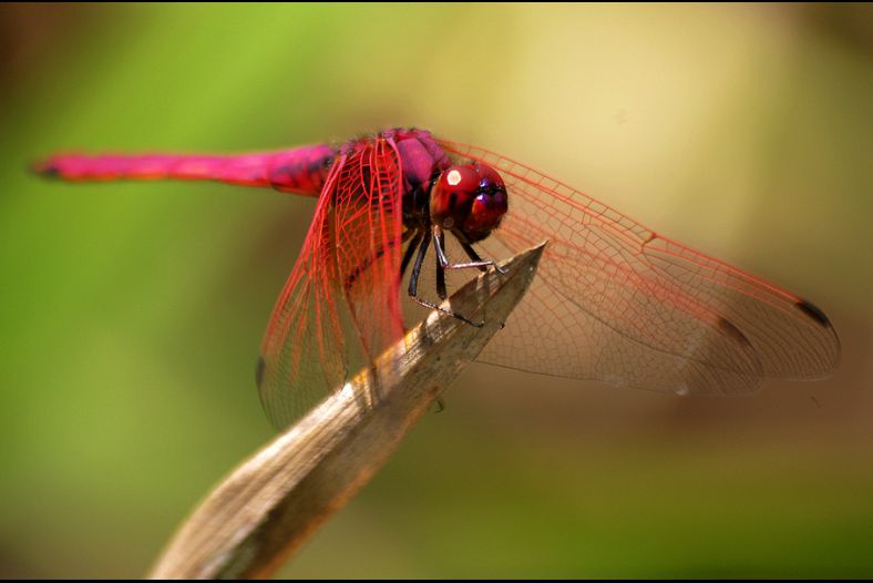 Red Beauty