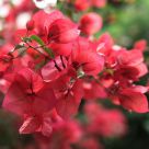 Bougainvillea