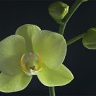 Orchid&eacute;e