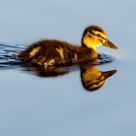 Double duckling