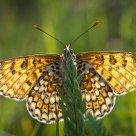 Fritillary