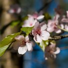 Blossoming Oriental cherryï»¿