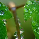 reflection drops