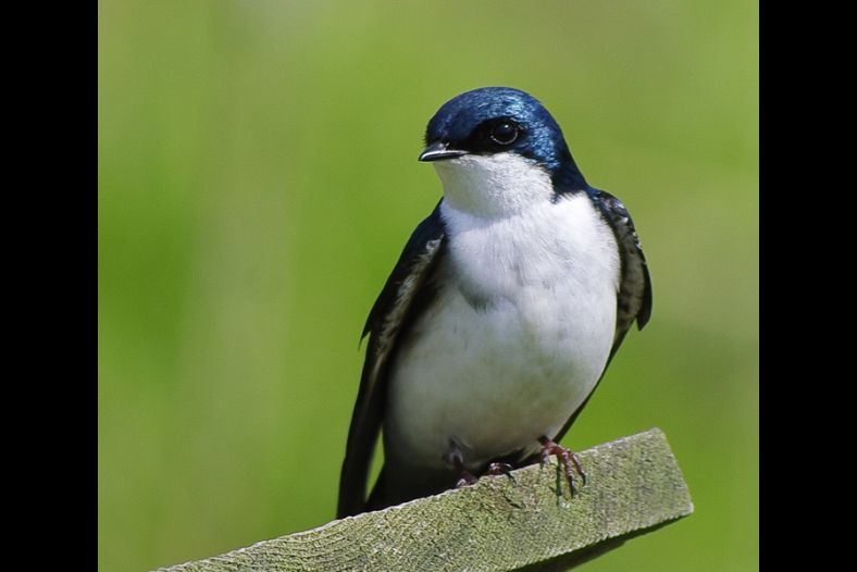 Tree Swallow