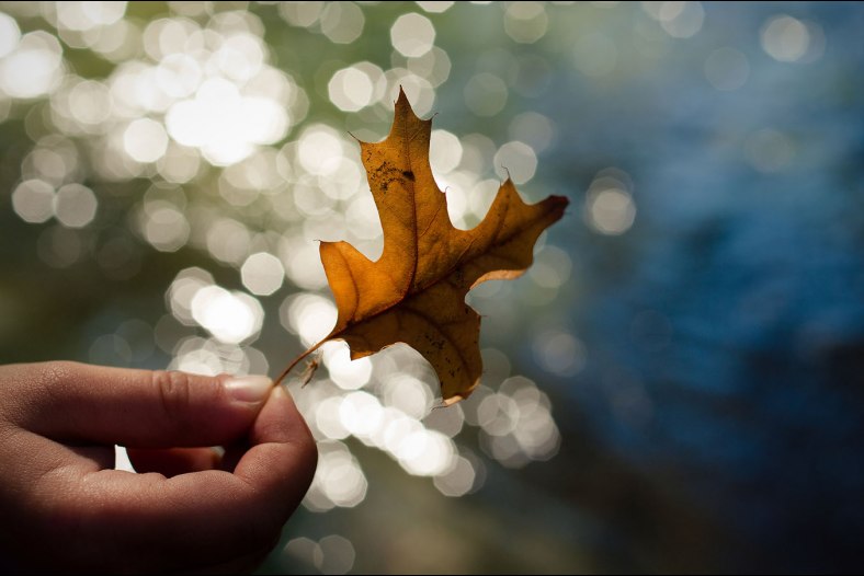 Autumn leaf above the Avon River