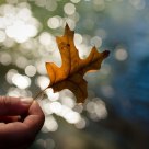 Autumn leaf above the Avon River