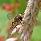 Hover Fly