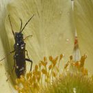 Into the flower