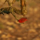 Summer Tanager