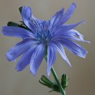 In blue