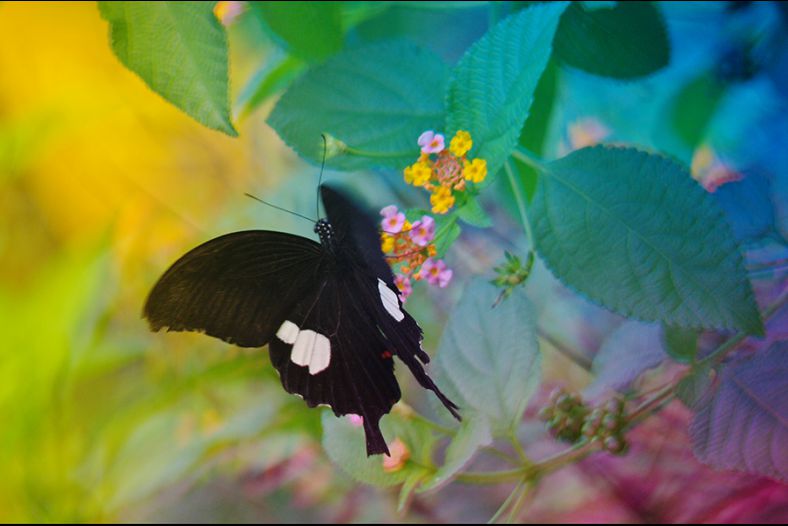 Butterfly