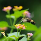 Insect