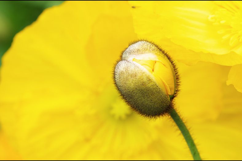 corn poppy