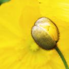 corn poppy
