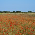 Poppy Fields