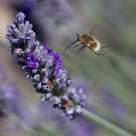 Bee Fly