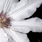 Fleurs