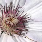Fleur