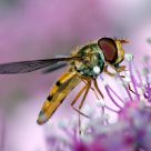 hover fly eating