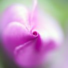 flowering