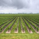 Jackson-Triggs Winery