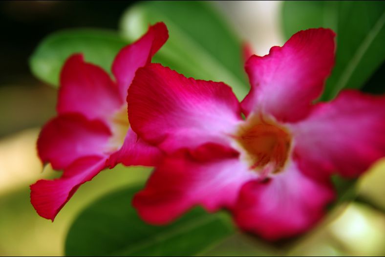 Kalachuchi Flower
