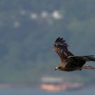 Flying eagle