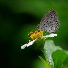 Butterfly and Spider