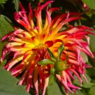 Dahlia study 4