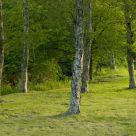 Light and the trees