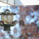 Face To Face Bird Style