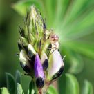 Spider And Lupine