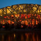 Bird Nest