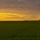 Golden Light