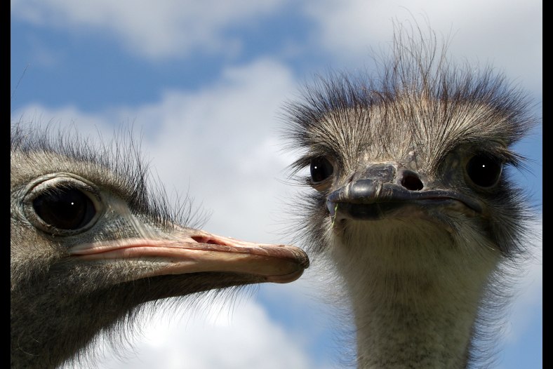 Ostriches