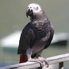 Parakeets
