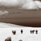 Pastures of Heaven