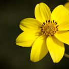 Bidens