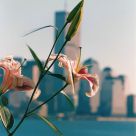 A lily for lost souls.