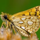 Butterfly on dried yarrow