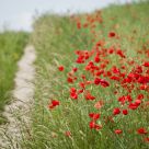 Road with poppies