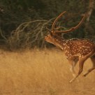 Axis Buck At Full Speed