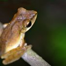 Little Tree Frog