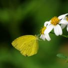 yellow butterfly sucking nectar
